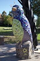 Colorful bird migrates to La Plata tornado memorial