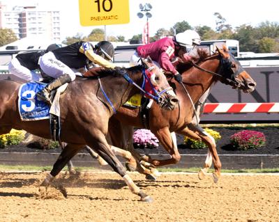 Dilodovico winning races