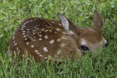 Fawn
